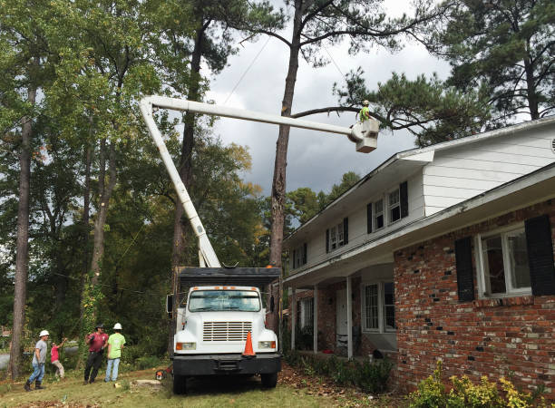 Best Tree Removal  in Oakdale, CA