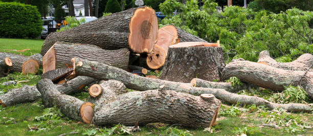 How Our Tree Care Process Works  in  Oakdale, CA