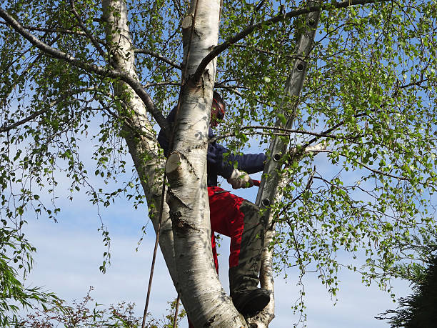 Best Fruit Tree Pruning  in Oakdale, CA