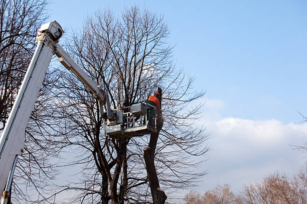 Best Storm Damage Tree Cleanup  in Oakdale, CA