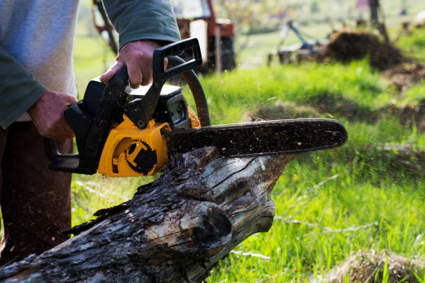 Tree and Shrub Care in Oakdale, CA