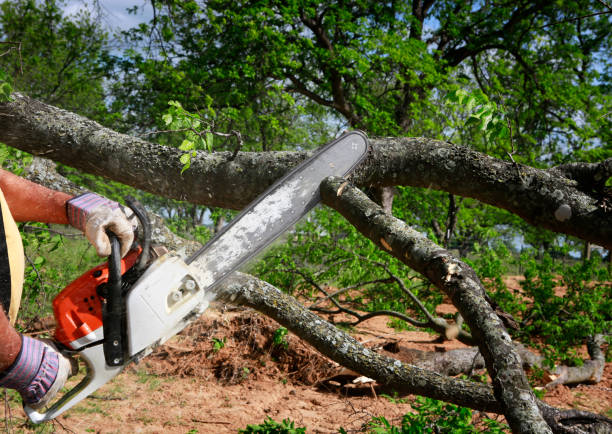 Oakdale, CA Tree Removal Services Company